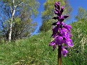 22 Bella orchidea (Orchis mascula)
